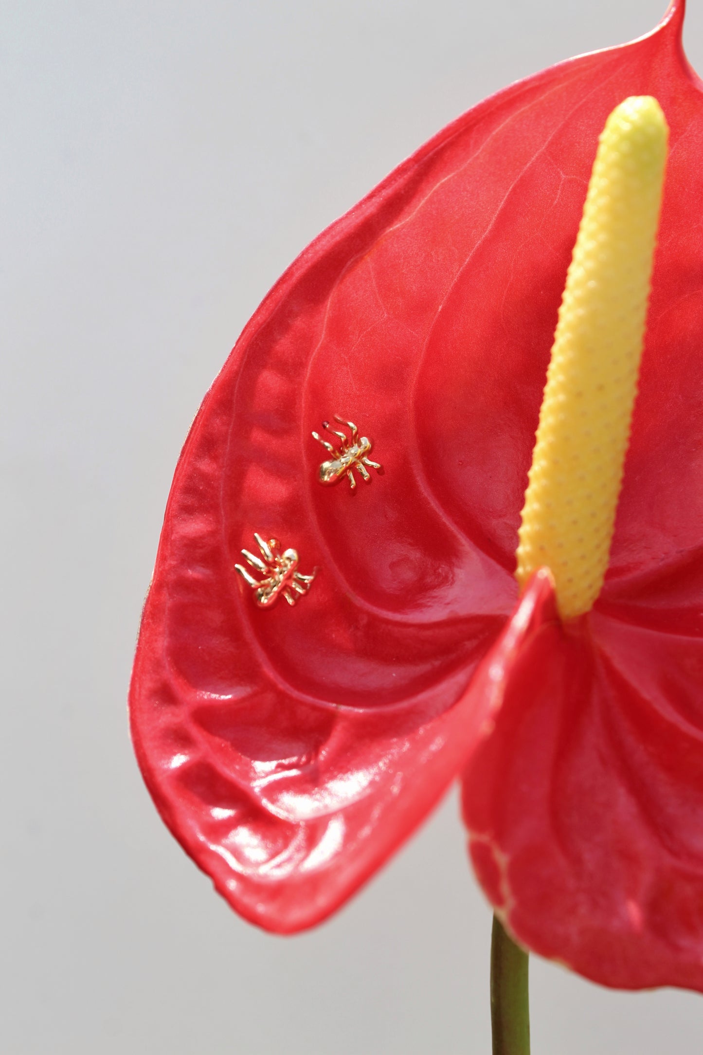 Aretes Hormiga