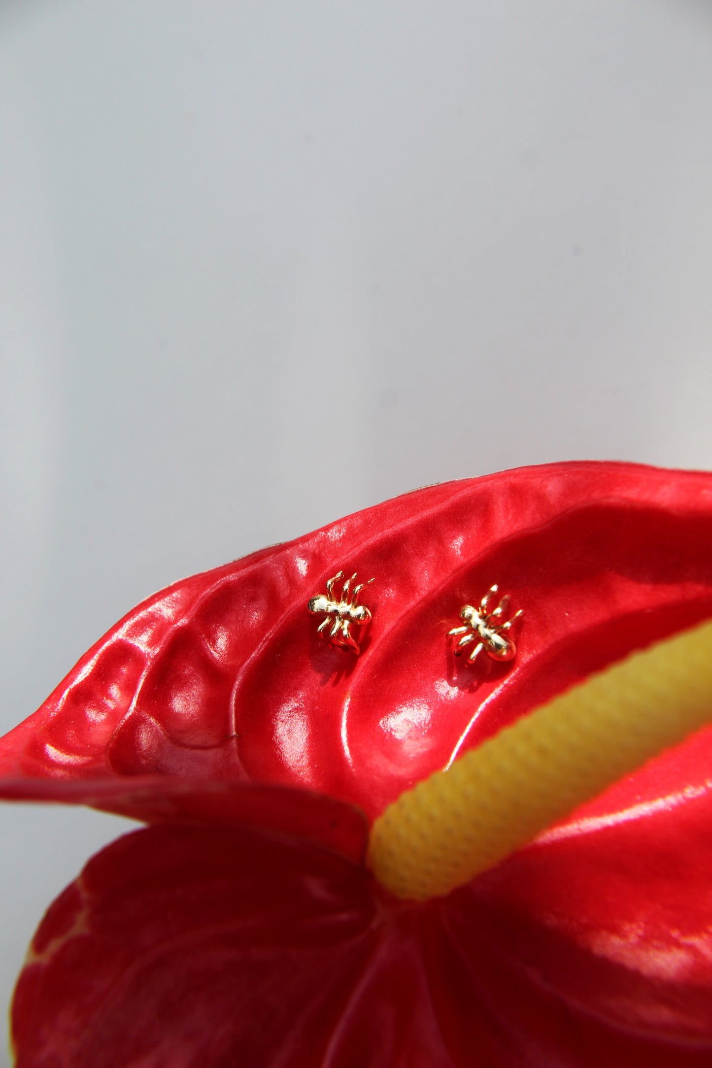 Aretes Hormiga